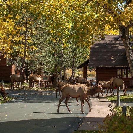 Rams Horn Village Resort Estes Park Exteriör bild